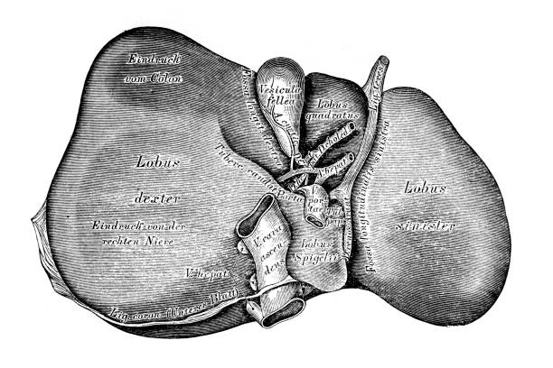 肝臓 - engraved image engraving liver drawing点のイラスト素材／クリップアート素材／マンガ素材／アイコン素材