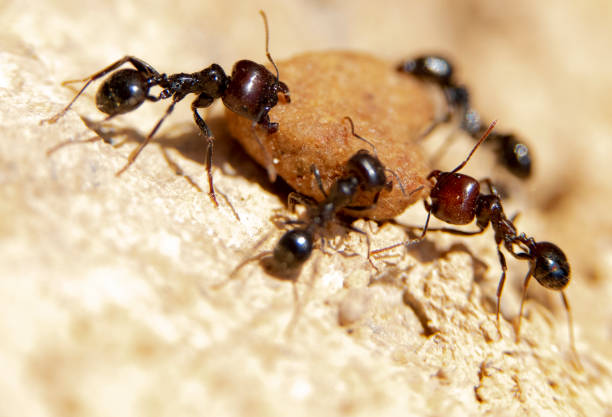 istock Ant fighting a ladybug to bring food to the anthill 1227600070