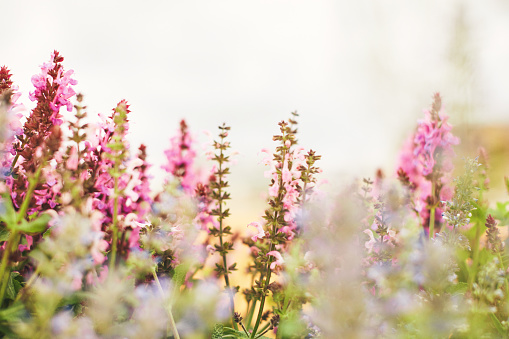 Pink salvia and purple catmint plants