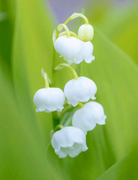 istock Lily of the valley 1227600967