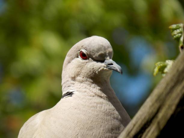 istock a young gray dove on a branch 1227601367
