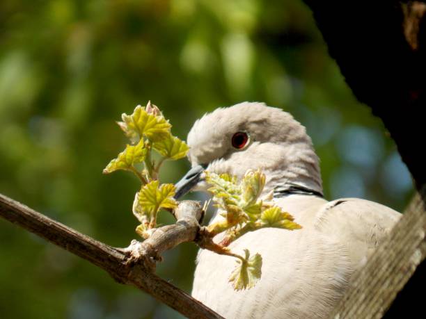 istock a young gray dove hidden behind leaves 1227601905