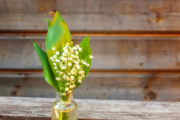 istock Lily of the valley or may-lily 1227602424