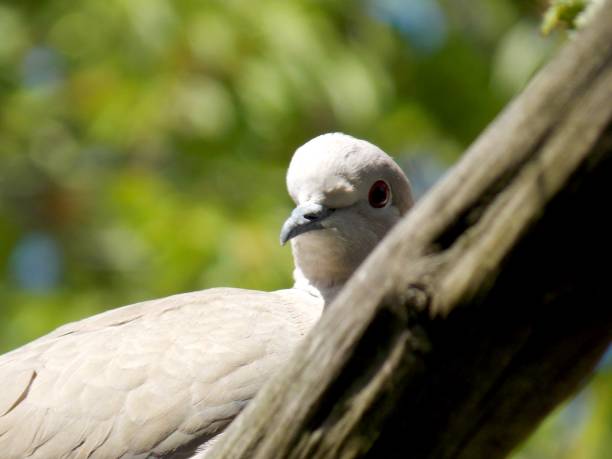 istock a young gray dove on a branch 1227602432