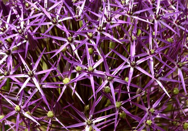 istock Alium Christophii flower. 1227602490