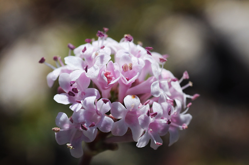 Valeriana tuberosa plant that grows in rocky areas of the mountains with beautiful pale pink flowers natural light