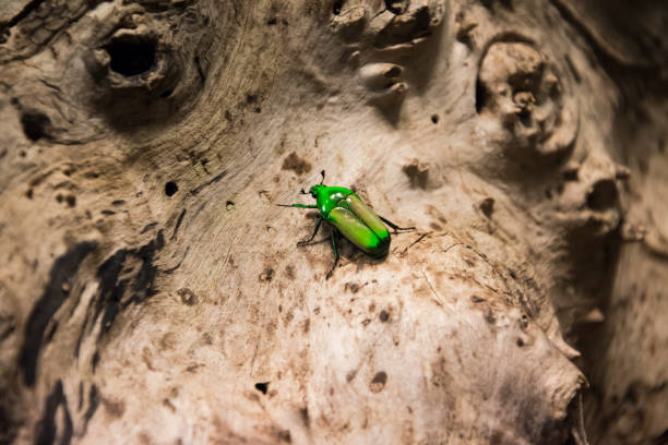 Bright green big beetle on a light and textured tree bark.