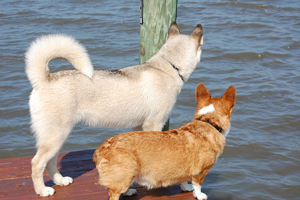 Dogs on dock stock photo