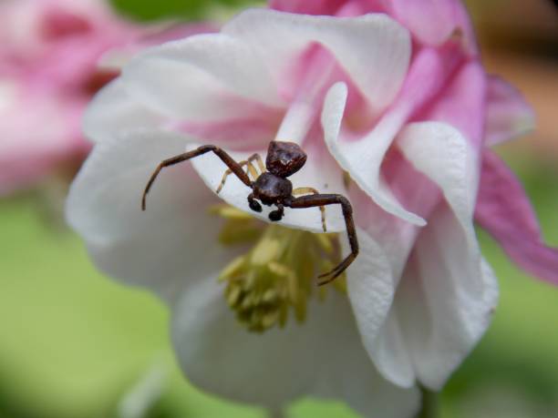 istock a small brown spider on a colorful flower 1227604112