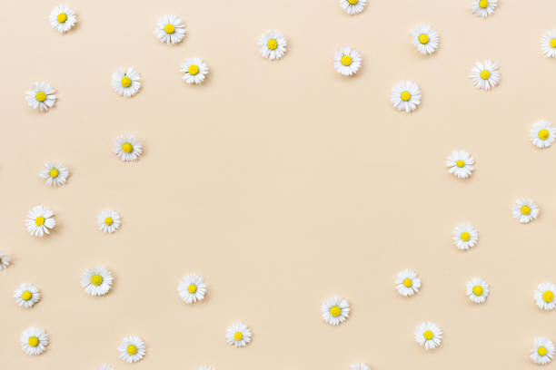 istock Frame made of various chamomile flowers on a beige background. Flat lay, top view, copy space. Daisy in circle shape pattern. Flat lay hello spring and summer time with chamomile flowers 1227604163