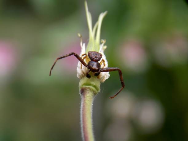 istock a small brown spider on a plant 1227604323