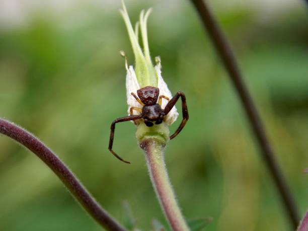 istock a small brown spider on a plant 1227604368