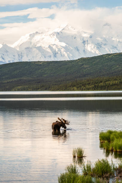 A huge bull moose grazes in Wonder Lake with Mount McKinley in the background on a sunny summer morning. A giant bull moose grazes at the end of Wonder Lake early one peaceful summer morning with Mount McKinley and the Alaska range standing guard. Denali National Park, Alaska. alces alces gigas stock pictures, royalty-free photos & images