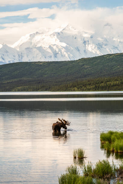 A huge bull moose grazes in Wonder Lake with Mount McKinley in the background on a sunny summer morning. A giant bull moose grazes at the end of Wonder Lake early one peaceful summer morning with Mount McKinley and the Alaska range standing guard. Denali National Park, Alaska. denali mountain stock pictures, royalty-free photos & images
