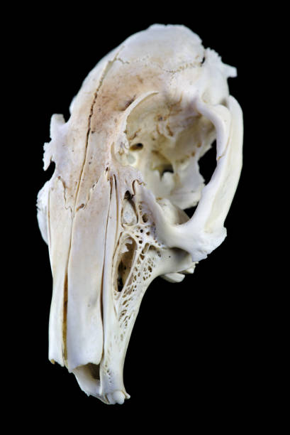 istock cut out rat skull on black background 1227606556