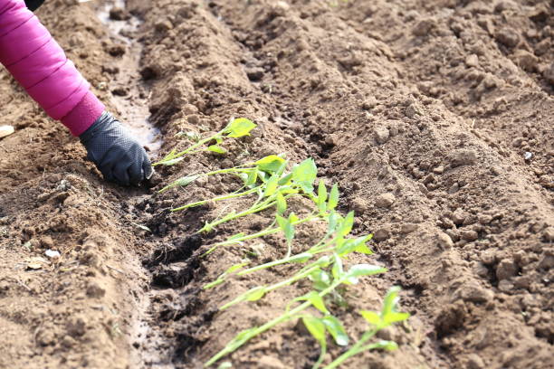istock Planting tomatoes seedlings in the garden 1227606576