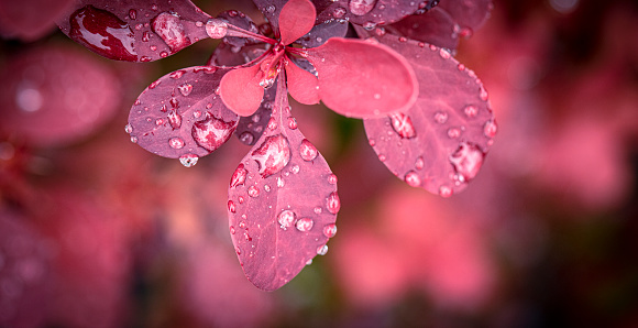 Macro photo. Dewdrops on red leaves of barberry. Abstract natural background.