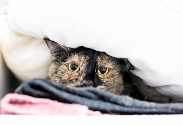 A timid Tortoiseshell domestic shorthair cat with dilated pupils peeking out from under a blanket