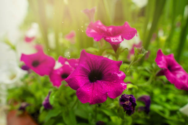 istock A close up of a flower 1227609860