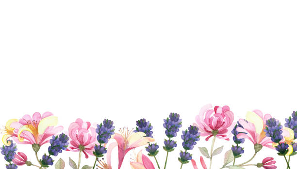 illustrazioni stock, clip art, cartoni animati e icone di tendenza di acquerello dipinto a mano natura linea floreale banner composizione con lavanda viola e fiori di caprifoglio rosa su ramo sullo sfondo bianco per invito e biglietto d'auguri con lo spazio per il testo - rose flower pink honeysuckle pink