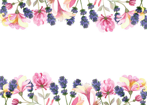 illustrazioni stock, clip art, cartoni animati e icone di tendenza di cornice striscione floreale natura dipinta ad acquerello con caprifoglio rosa e bouquet di fiori di lavanda viola sullo sfondo bianco per invito e biglietto d'auguri con lo spazio per il testo - rose flower pink honeysuckle pink