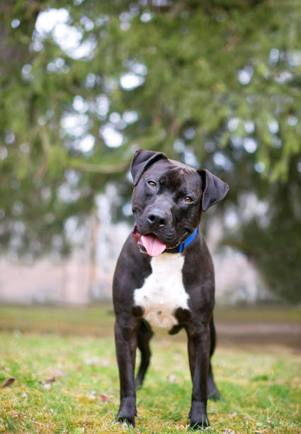 istock A friendly black and white Pit Bull Terrier mixed breed dog standing outdoors and listening with a head tilt 1227610129