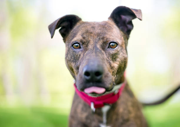 istock A brindle mixed breed dog with a funny expression, sticking its tongue out 1227610164