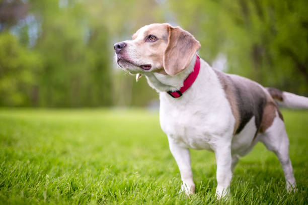 istock A Beagle dog wearing a red collar standing outdoors 1227610184