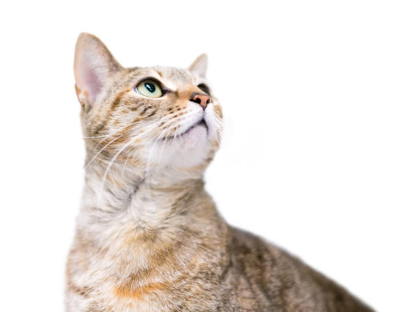 istock A domestic shorthair cat with patched tabby markings looking up 1227610231