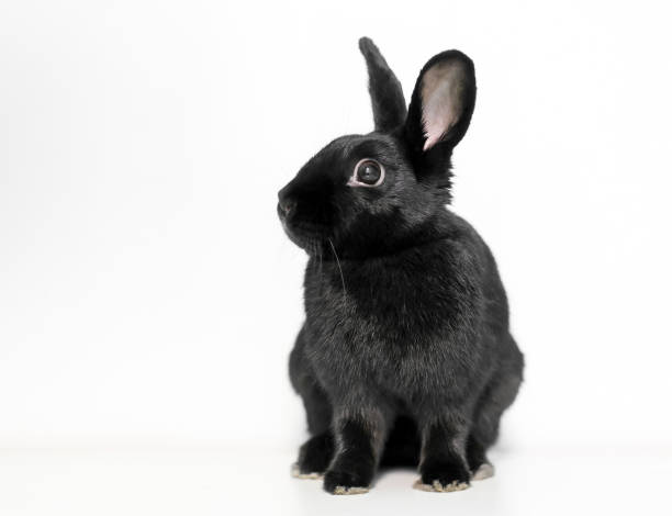 istock A black Dwarf domesticated rabbit with upright ears sitting on a white background 1227610351