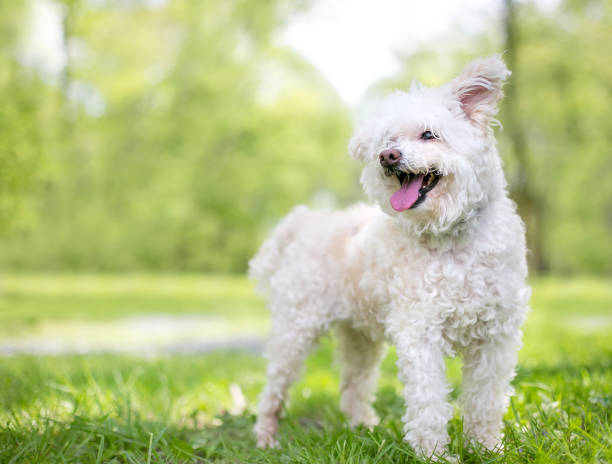 istock A furry white Poodle mixed breed dog with floppy ears and a happy expression 1227610361