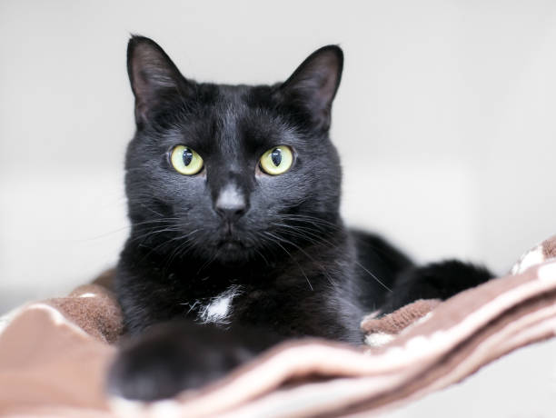 istock A black domestic shorthair cat relaxing on a blanket 1227610370