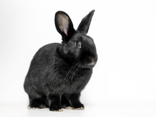 A black Dwarf domesticated rabbit with upright ears sitting on a white background stock photo