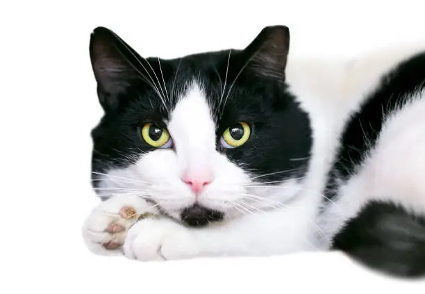A black and white shorthair cat resting its head on its paws