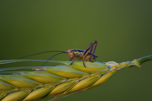 A small cricket sits on an immature ear of corn, against a green background with space for text