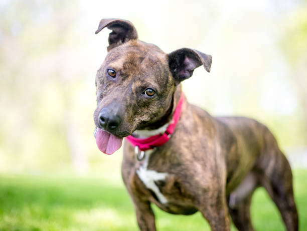 istock A friendly brindle mixed breed dog listening with a head tilt 1227610605