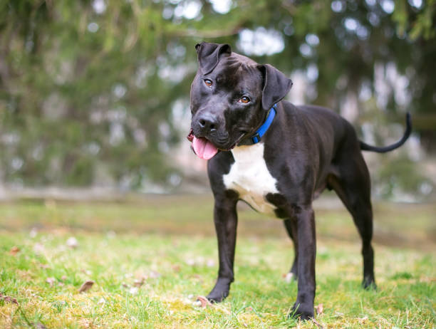 istock A friendly black and white Pit Bull Terrier mixed breed dog standing outdoors and listening with a head tilt 1227610662