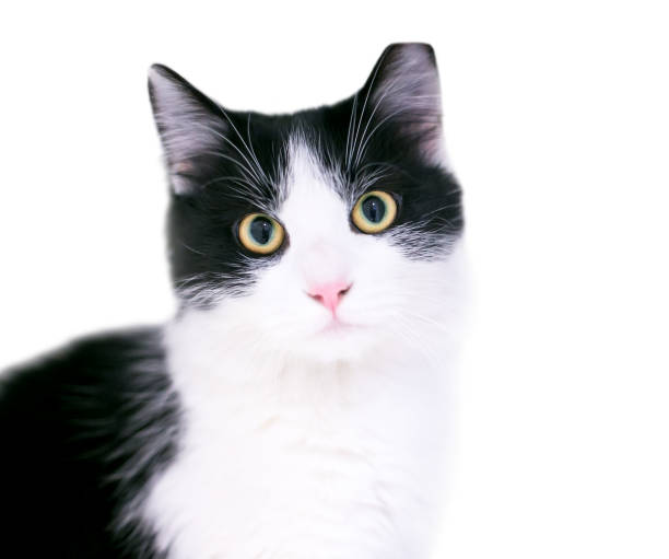 A black and white domestic medium haired cat with dilated pupils and its left ear tipped, indicating that it has been spayed or neutered and vaccinated as part of a Trap Neuter Return program
