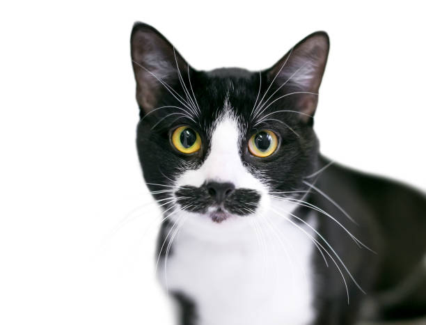 A black and white Tuxedo domestic shorthair cat with markings on its face that look like a mustache A black and white Tuxedo domestic shorthair cat with markings on its face that look like a mustache tuxedo cat stock pictures, royalty-free photos & images