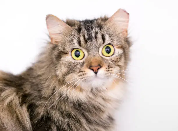 A brown tabby domestic medium hair cat with a wide eyed surprised expression, and its left ear tipped indicating that it has been spayed or neutered and vaccinated as part of a Trap Neuter Return program