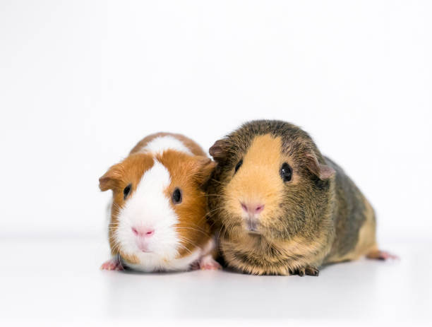 istock Two American Guinea Pigs (Cavia porcellus) together on a white background 1227610809