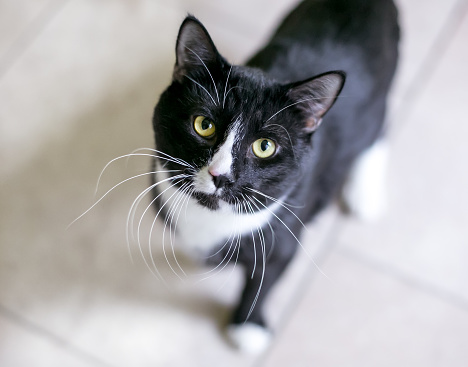 A black and white Tuxedo domestic shorthair cat with long whiskers looking up at the camera