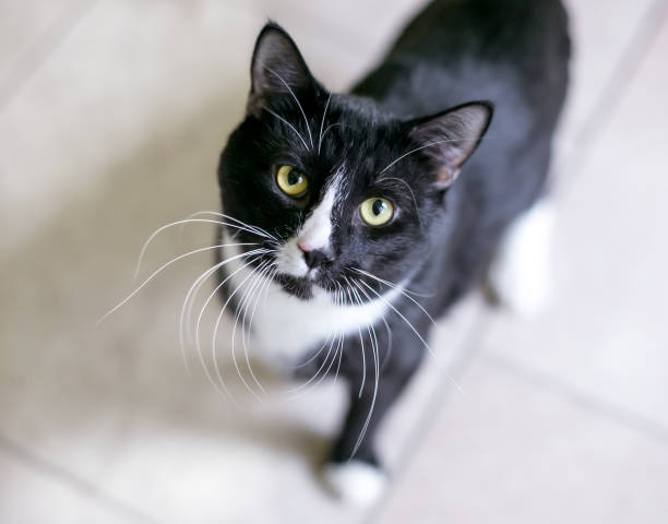 A black and white Tuxedo domestic shorthair cat with long whiskers looking up at the camera stock photo