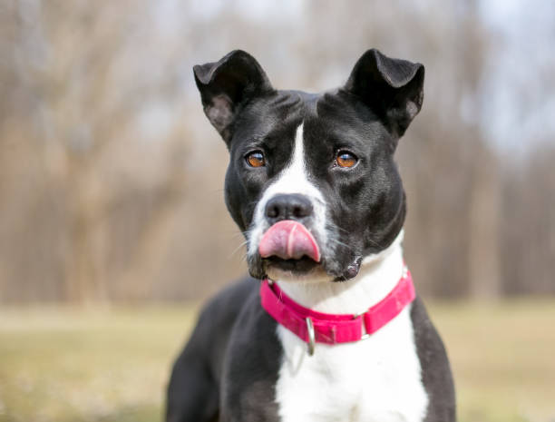 A black and white Pit Bull Terrier mixed breed dog wearing a red collar and licking its lips stock photo