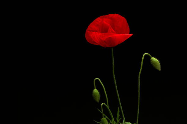 red poppy close up dark background horizontal nature still