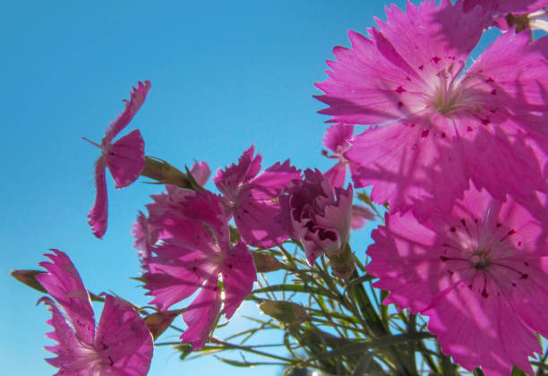 istock Pink Carnations flowers close-up. 1227611618