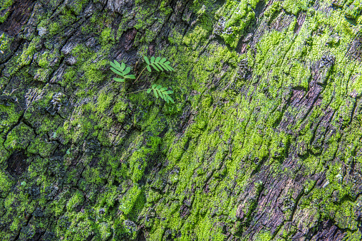 Background of small fern growing on the bark of a tree next to the moss.