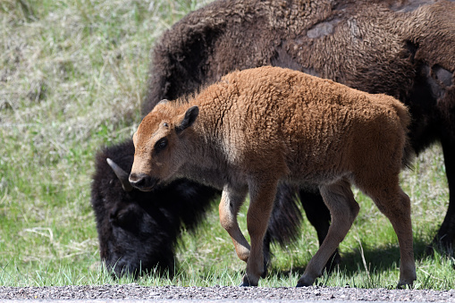 American bison calf walking alongside it’s mother on the prairie of Wind Cave National Park, South Dakota.