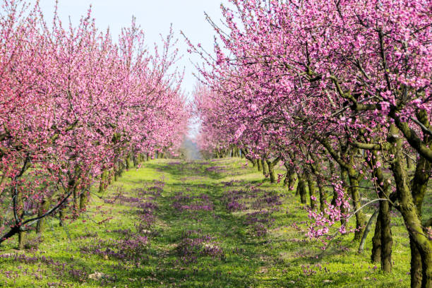 istock flowering trees in the orchard 1227613200
