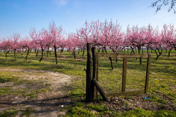 blooming cherries in the orchard on a sunny spring day orchard